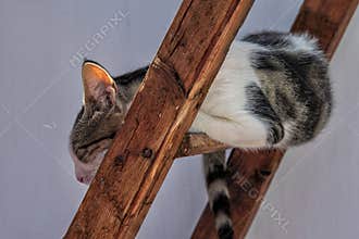 Sleeping Cat