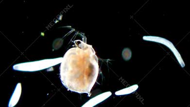 Daphnia and infusoria