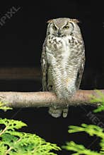 Arctic horned owl