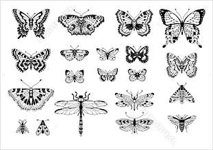 Set of black-white isolated vector clip illustrations of different insects against a white background.