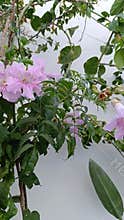 Pink trumpet vine, Liane orchidée, Bignone rose - Podranea ricasoliana - Bignoniaceae, Bignoniacées