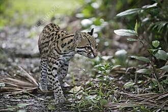 Ocelot, Leopardus pardalis