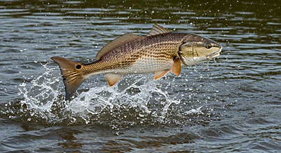 Redfish Leaping Out of the Water with Splashing Water Drops