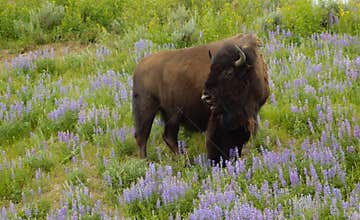 Buffalo in the wildflowers