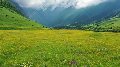 Wildflower meadow and mountains
