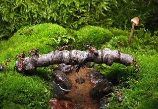 ants build bridge