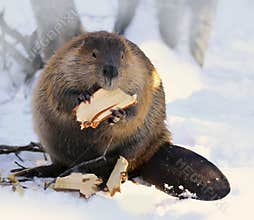 North American Beaver