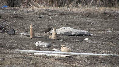 Prairie Dogs on Alert