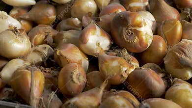 Fresh tulip bulbs harvested from rich soil