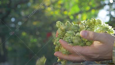 Farmer hand checks green yellow hop cones for use in brewing
