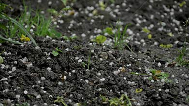Hailstones batter the garden