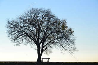 Lonely tree and bench