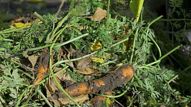 In the field, ripe carrots are gathered in a large pile