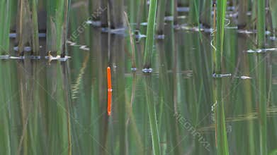 The float does not move on the surface of the pond, the fish does not want to bite