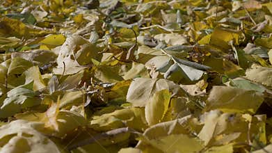 Dry yellow and brown leaves cover the ground, signaling the arrival of autumn