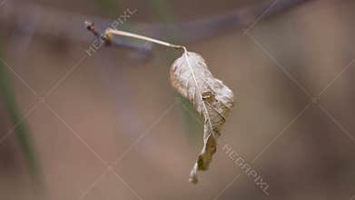 Dry leaf