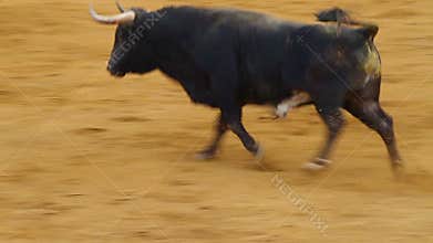Powerful spanish bull, bullfight arena