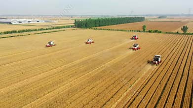 Harvester wheat harvest