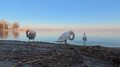 Mute swans (Cygnus olor) clean themselves on the shores of Lake Balaton in Hungary