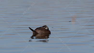 White-headed Duck waterbird swimming in the lake