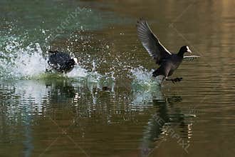 Coot Chased on the Water by Its Fellow Mate