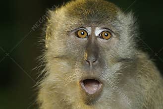 Macaque primate oops open mouth
