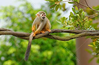 Squirrel monkey