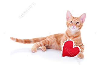 Valentine Cat