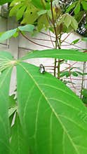 Bright morning, a handsome fly was seen perching on a cassava leaf