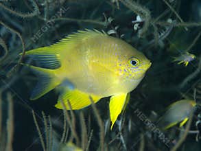 Golden damselfish