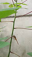 Golden dragon fly on a cassava stem