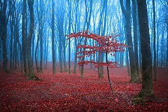 Mystic red tree in a foggy forest