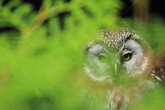Boreal owl