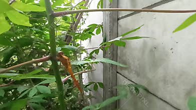 Golden dragon fly on a cassava stem