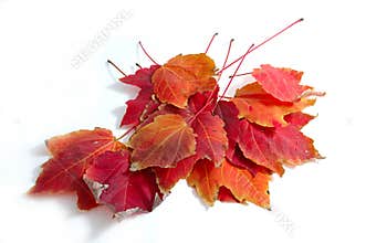 Fall Maple Leaves