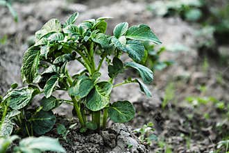Potato Plant