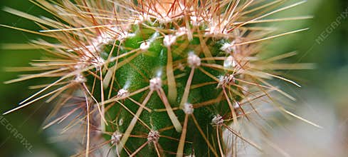 The bokeh photo of a small cactus flower