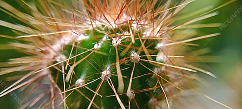 The bokeh photo of a small cactus flower