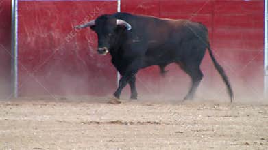 Fighting bull picture from spain. black bull