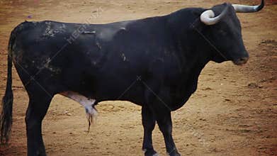 Fighting bull picture from spain. black bull