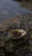 sea spider climbs up to sunbathe on the coral