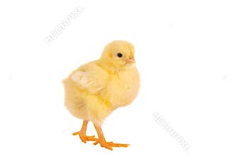 Walking easter chick