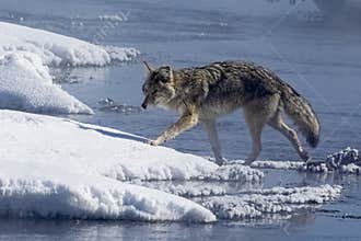 Coyote crossing river
