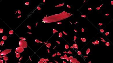 Rose petals Flying, against black, stock footage