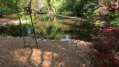 footage of pond with lush green trees and plants and colorful flowers at Descanso Gardens La Canada Flintridge California