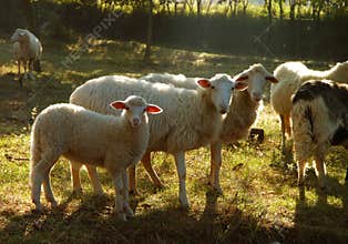 Sheep In Sunlight