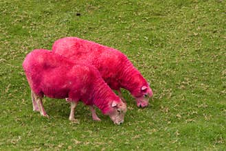 Pink Sheep