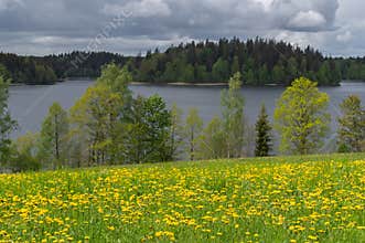 Rain clouds over the lake on spring day. Blooming dandelion meadow on the shore