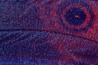 Extreme macro of butterfly wing