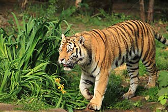 Amur tiger